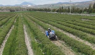 Isparta'da y&uuml;ksek rakımlı b&ouml;lgelerde g&uuml;l hasadı s&uuml;r&uuml;yor