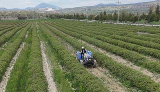 Isparta'da y&uuml;ksek rakımlı b&ouml;lgelerde g&uuml;l hasadı s&uuml;r&uuml;yor