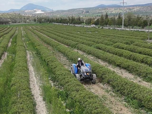 Isparta'da y&uuml;ksek rakımlı b&ouml;lgelerde g&uuml;l hasadı s&uuml;r&uuml;yor