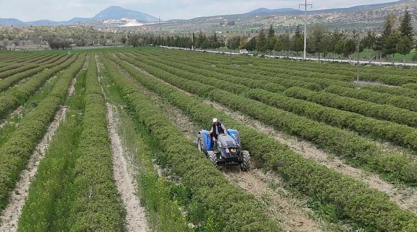 Isparta'da y&uuml;ksek rakımlı b&ouml;lgelerde g&uuml;l hasadı s&uuml;r&uuml;yor