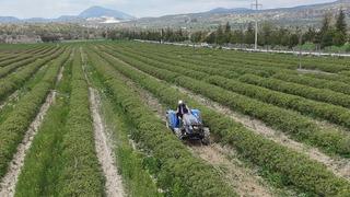 Isparta'da yüksek rakımlı bölgelerde gül hasadı sürüyor