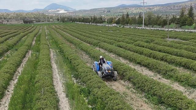 Isparta'da yüksek rakımlı bölgelerde gül hasadı sürüyor