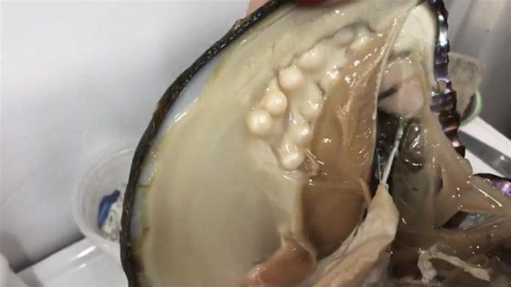 Devasa istiridyenin içinden çıkanlar şok etti G4