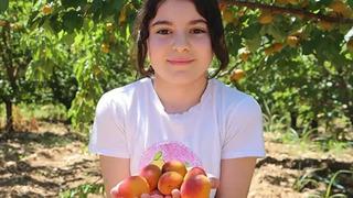 Kayısı rekoltesi üreticinin yüzünü güldürdü
