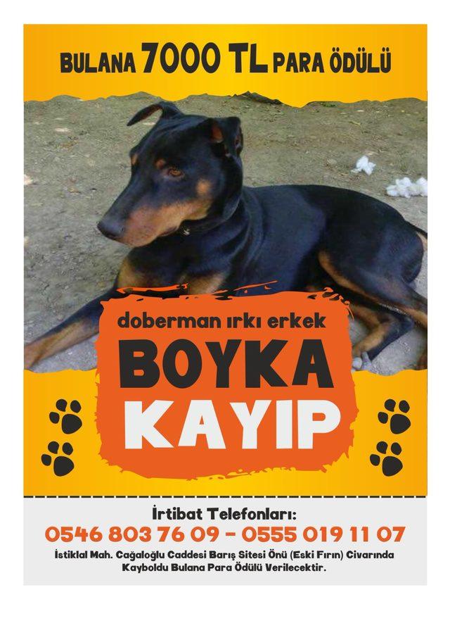 Köpeğini bulana 7 bin lira ödül verecek