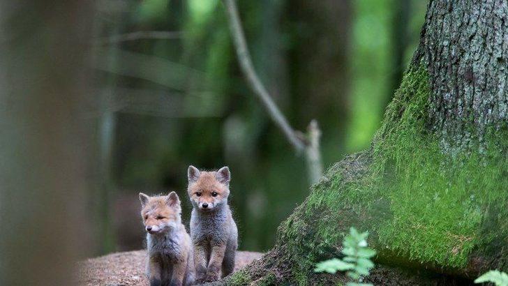 Avrupa'nın en güzel milli parkları  G2