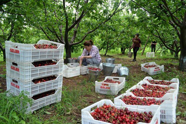 Salihli kirazında fiyat bir haftada yarıdan fazla düştü