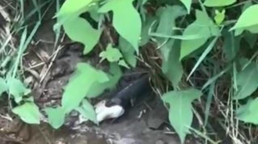Artvin&rsquo;de yılanın balık avı kamerada