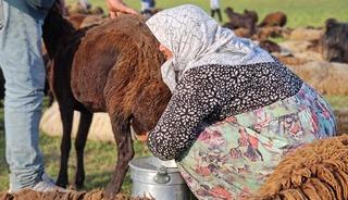Lezzetli s&uuml;t&uuml;n sırrı ortaya &ccedil;ıktı
