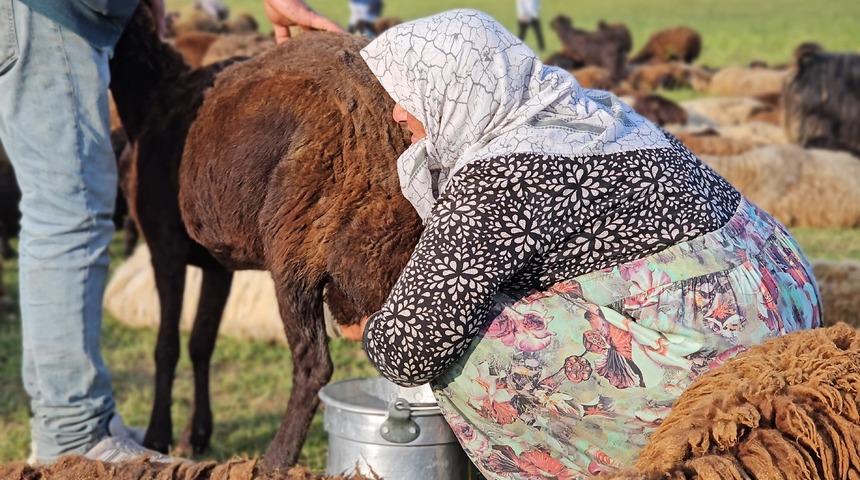 2 bin rakımlı yayla mesaisi: Lezzetli s&uuml;t&uuml;n sırrı ortaya &ccedil;ıktı