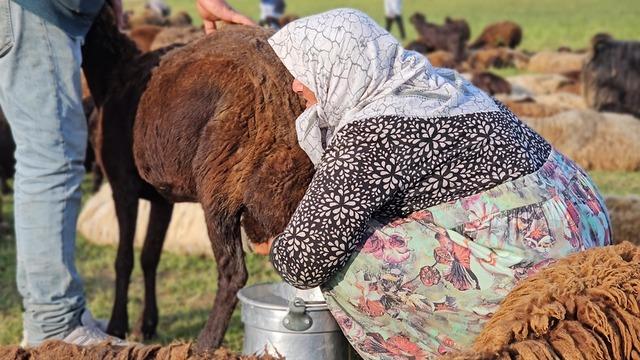 2 bin rakımlı yayla mesaisi: Lezzetli sütün sırrı ortaya çıktı