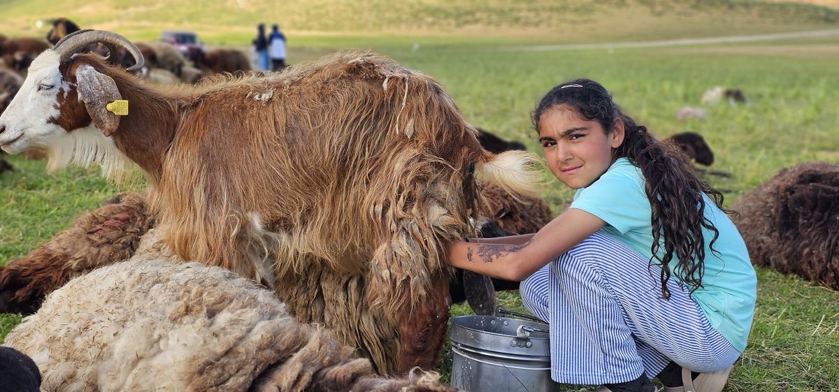 2 bin rakımlı yayla mesaisi: Lezzetli s&uuml;t&uuml;n sırrı ortaya &ccedil;ıktı 3