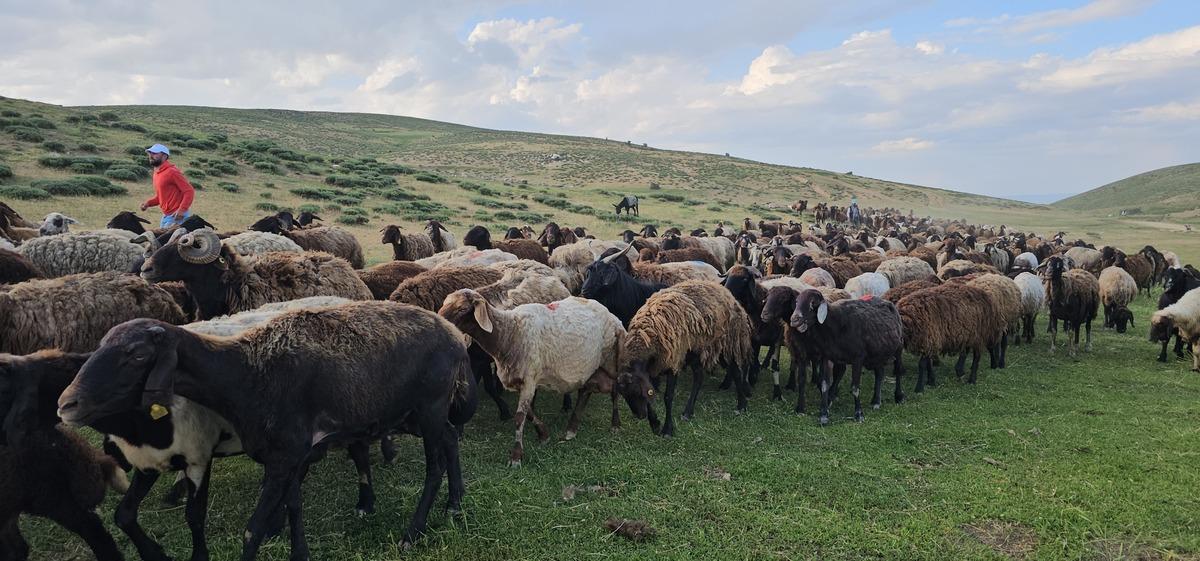2 bin rakımlı yayla mesaisi: Lezzetli s&uuml;t&uuml;n sırrı ortaya &ccedil;ıktı 2