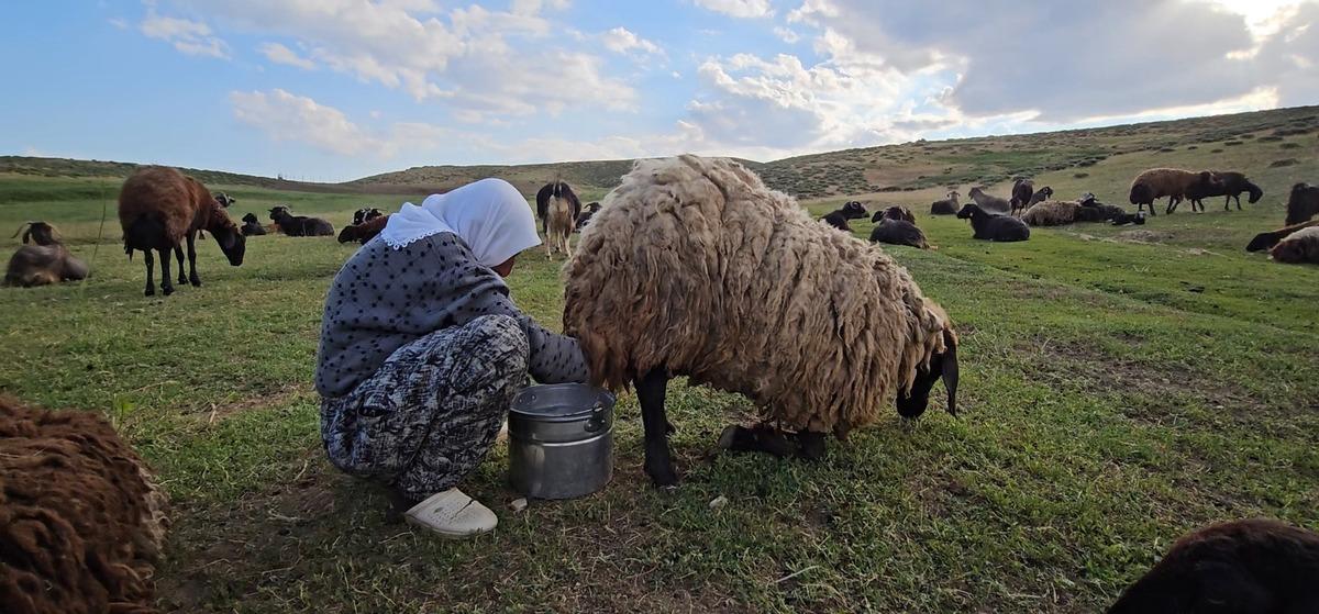 2 bin rakımlı yayla mesaisi: Lezzetli s&uuml;t&uuml;n sırrı ortaya &ccedil;ıktı 1