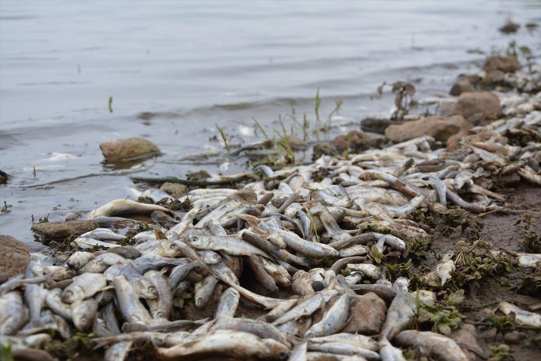 Korkutan g&ouml;r&uuml;nt&uuml;! Y&uuml;zlerce balık kıyıya vurdu
