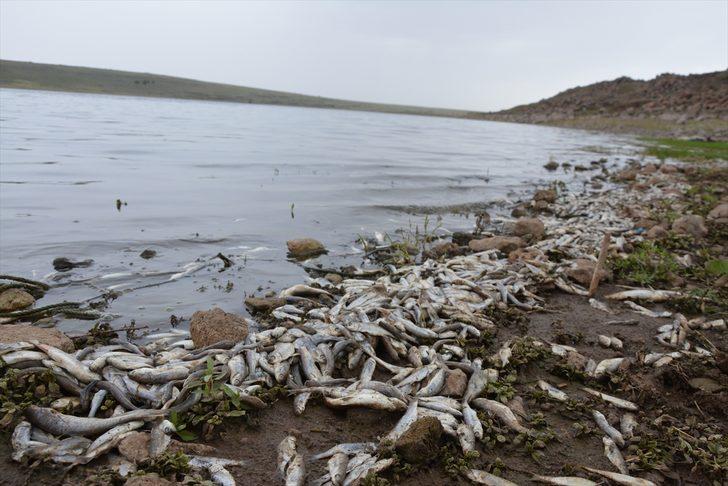 Korkutan görüntü! Yüzlerce balık kıyıya vurdu G1