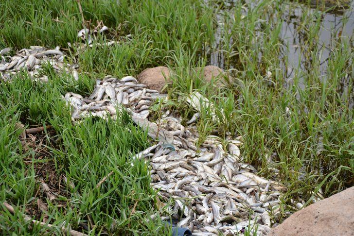 Korkutan görüntü! Yüzlerce balık kıyıya vurdu G3