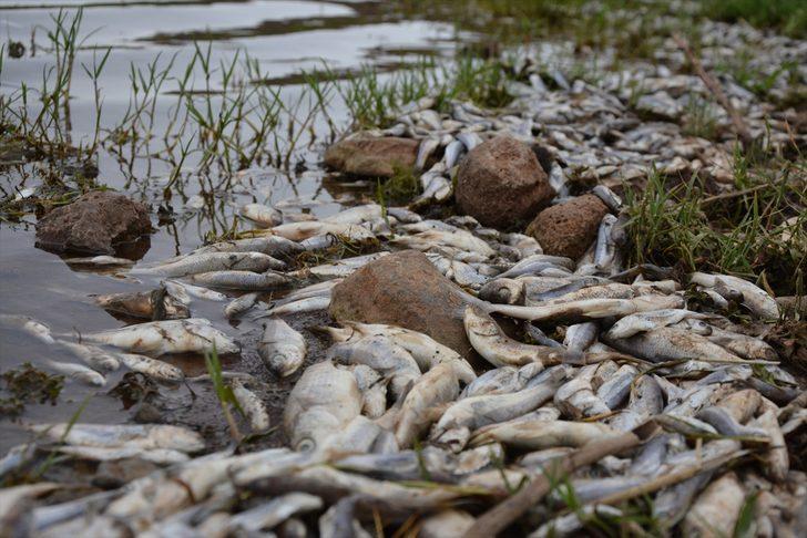 Korkutan görüntü! Yüzlerce balık kıyıya vurdu G5