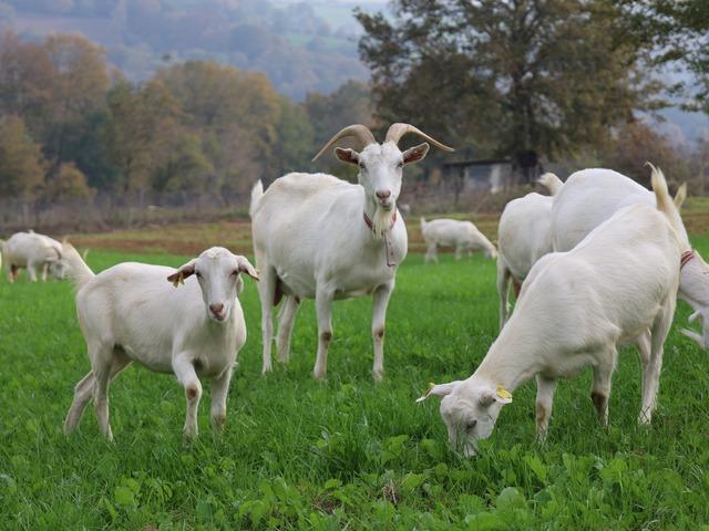 Y&uuml;zde 75 hibeli destek &uuml;reticinin y&uuml;z&uuml;n&uuml; g&uuml;ld&uuml;rd&uuml;