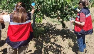 Kiraz hasadı &ouml;ncesi pestisit denetimi başladı
