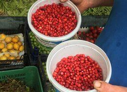 Dağ çileğinin kilosu 100 lira