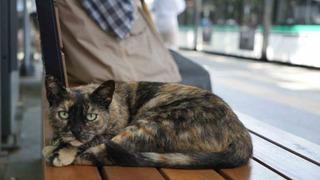 Tramvay durağını mesken tutan kedi, herkesin neşe kaynağı oldu
