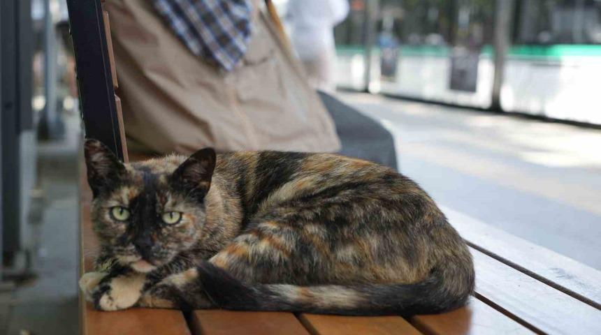 Tramvay durağını mesken tutan kedi, herkesin neşe kaynağı oldu