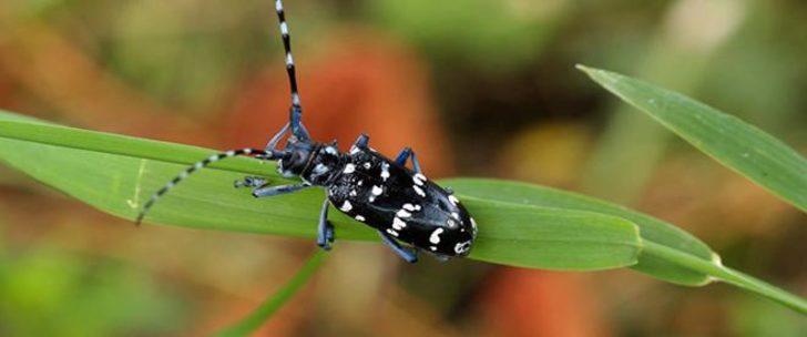 Drakulanın Trabzon'a nasıl geldiği ortaya çıktı! G2