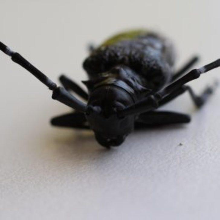 Drakulanın Trabzon'a nasıl geldiği ortaya çıktı! G3