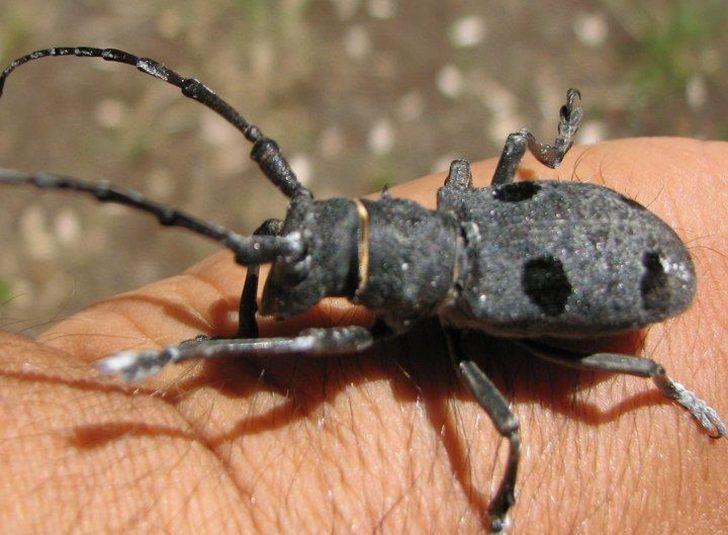 Drakulanın Trabzon'a nasıl geldiği ortaya çıktı! G5