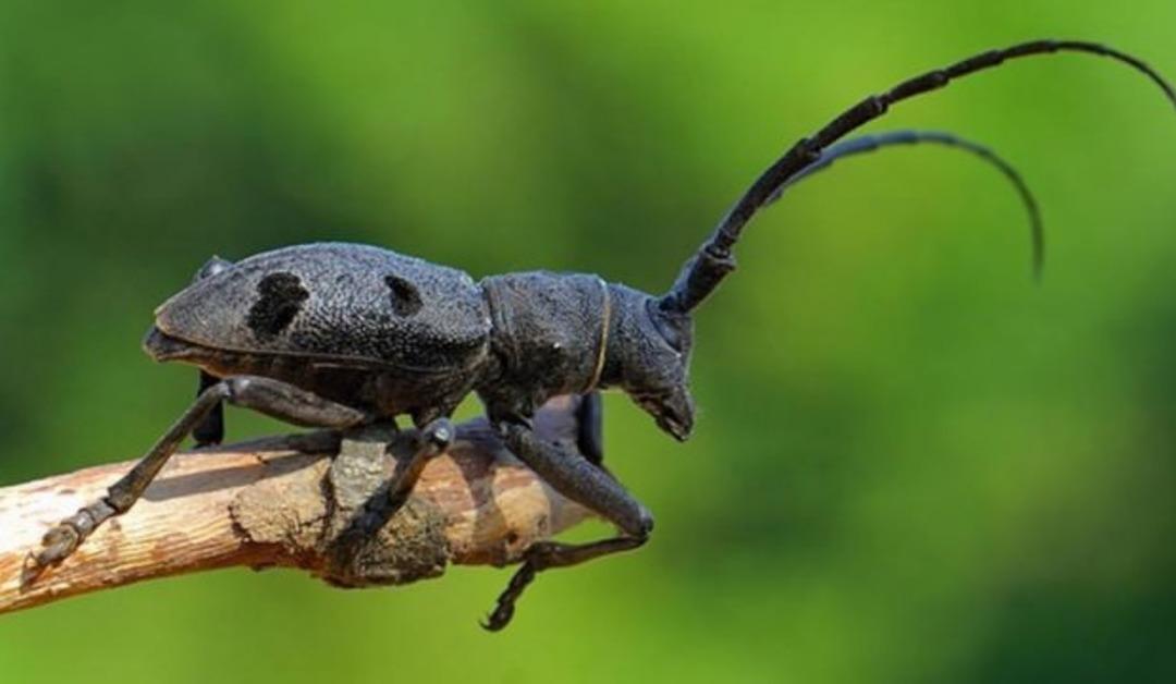 Drakula Trabzon'da ortaya &ccedil;ıktı!  G&ouml;r&uuml;ld&uuml;ğ&uuml; yer karantinaya alındı