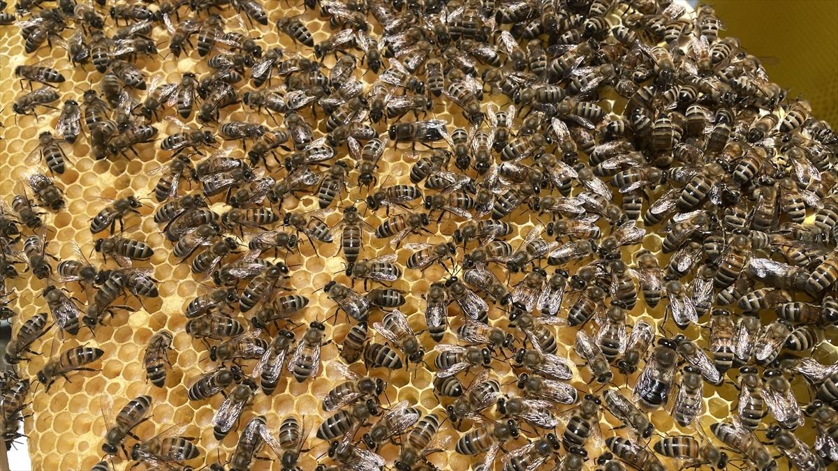 20 yaşında dedesinin k&ouml;y&uuml;ne d&ouml;nd&uuml;! İş kurdu:  Maaşlı &ccedil;alışma bana g&ouml;re değil  1