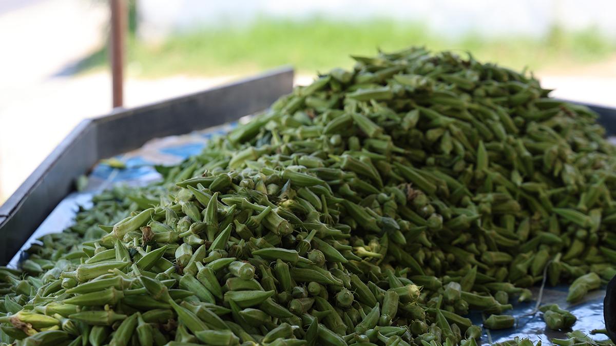 Türkiye'nin dört bir yanına gönderiliyor! Kilosu 200 liraya dayandı