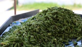 T&uuml;rkiye'nin d&ouml;rt bir yanına g&ouml;nderiliyor! Kilosu 200 lira