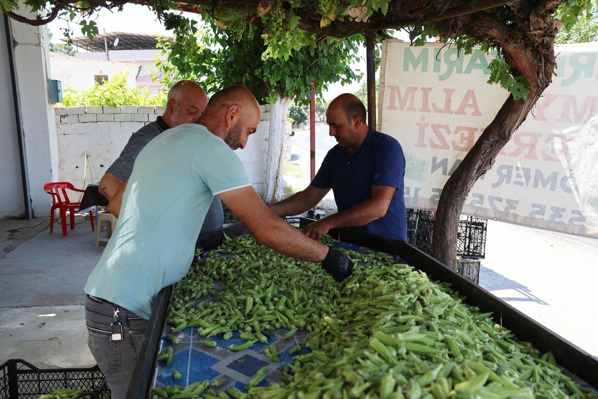 T&uuml;rkiye nin d&ouml;rt bir yanına g&ouml;nderiliyor! Kilosu 200 liraya dayandı: Tam bir kolajen deposu 2