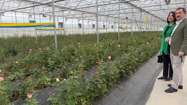 Bafra'da sera yatırımları artıyor