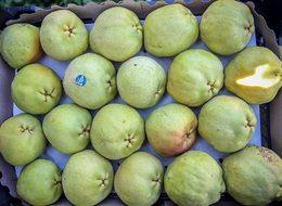 Depolarda kalan armudu Rusya çekti