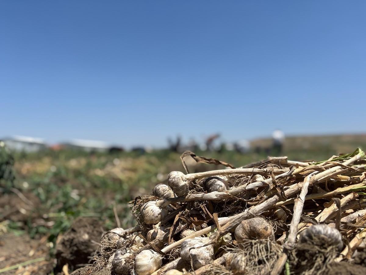 Denemeydi  Burada niye olmuyor  diye başladı: 350 ton bekleniyor 5