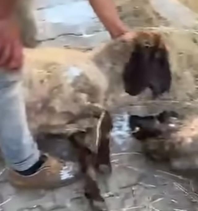 Siirt&rsquo;te zehirlendiği iddia edilen 32 k&uuml;&ccedil;&uuml;kbaş hayvan telef oldu 1