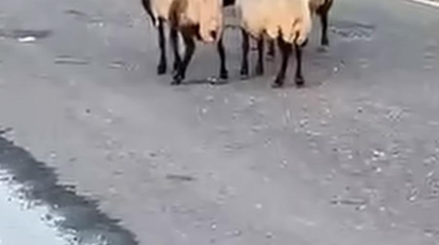 Siirt&rsquo;te zehirlendiği iddia edilen 32 k&uuml;&ccedil;&uuml;kbaş hayvan telef oldu