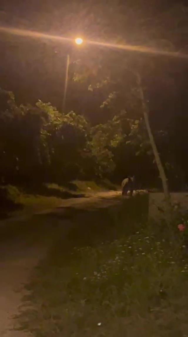 K&ouml;ye inen ayı k&ouml;yl&uuml;lere heyecan ve korku yaşattı 4