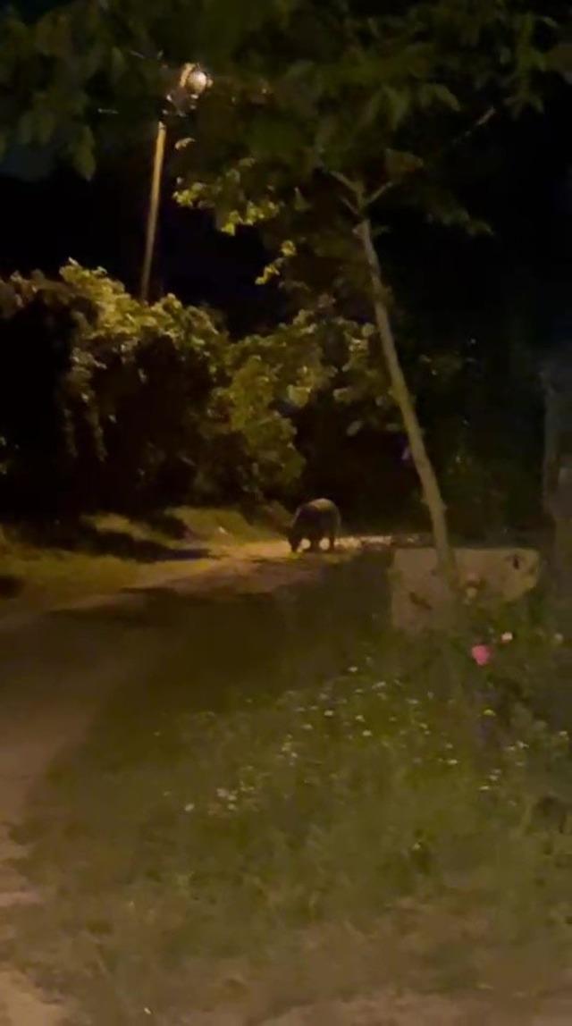 K&ouml;ye inen ayı k&ouml;yl&uuml;lere heyecan ve korku yaşattı 3