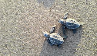 Alanya&rsquo;da sahilde &uuml;z&uuml;c&uuml; manzara: 2 caretta caretta &ouml;l&uuml; bulundu