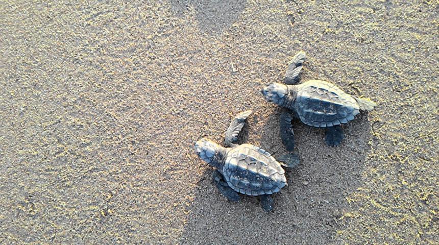 Alanya&rsquo;da sahilde &uuml;z&uuml;c&uuml; manzara: 2 caretta caretta &ouml;l&uuml; bulundu