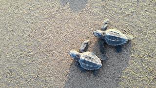 Alanya’da sahilde üzücü manzara: 2 caretta caretta ölü bulundu