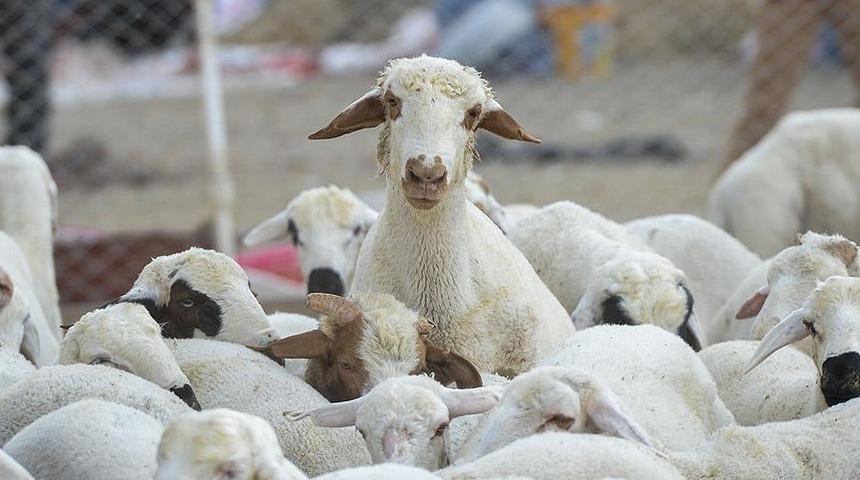 Bilecik'te kaybolan 9 k&uuml;&ccedil;&uuml;kbaş hayvan dronla bulundu
