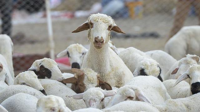 Bilecik'te kaybolan 9 küçükbaş hayvan dronla bulundu