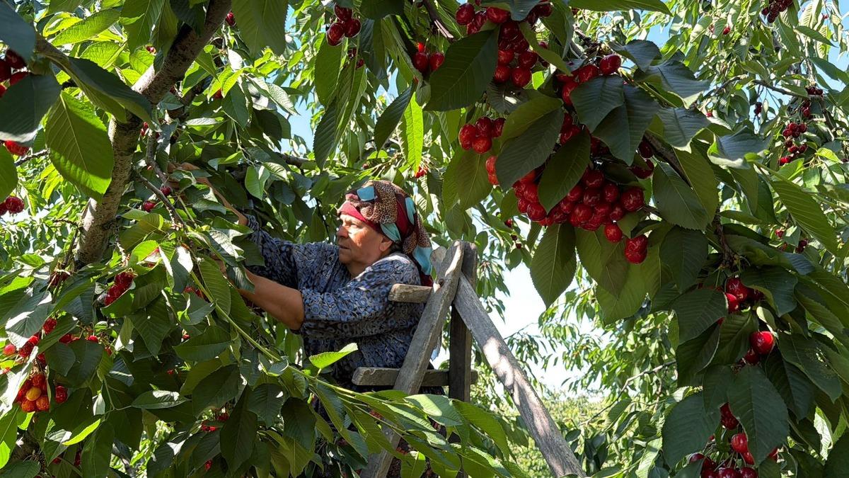 Bakımı 12 ay s&uuml;r&uuml;yor: Gen&ccedil; &uuml;retici tek başına 15 ton &uuml;retiyor 2