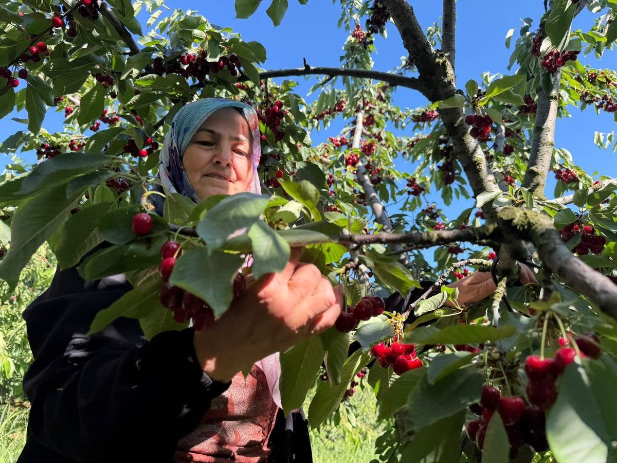 Bakımı 12 ay s&uuml;r&uuml;yor: Gen&ccedil; &uuml;retici tek başına 15 ton &uuml;retiyor 7