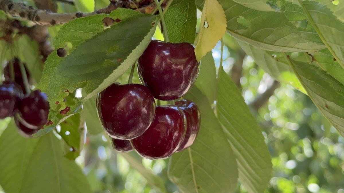 &Uuml;retici 70 liraya satıyor, t&uuml;ketici 200 liraya alıyor 2